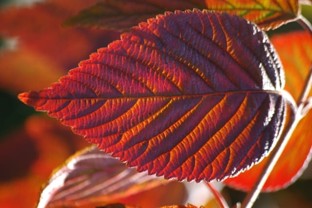 Kalina japońska forma płodna (Viburnum plicatum f. tomentosum). Jesienią przebarwia się na piękny, purpurowy kolor