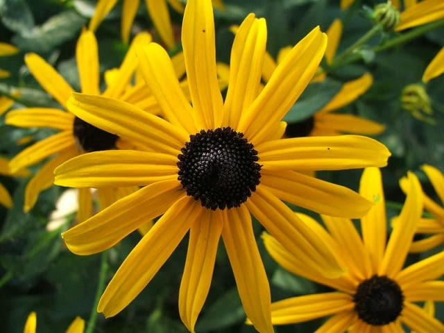 Encyklopedia roślin: Rudbekia blyskotliwa  Rudbeckia fulgida  ma zolte