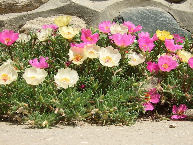 Encyklopedia roślin: Portulaka wielkokwiatowa  Portulaca grandiflora