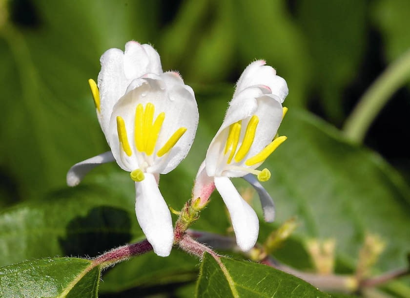 KWIATY JAGODY KAMCZACKIEJ rozwijają się zwykle na początku kwietnia. Zdolne są przetrwać mróz do -8°C. Trudno zapładniają się własnym pyłkiem, lepiej wiążą owoce zapylone inną odmianą.