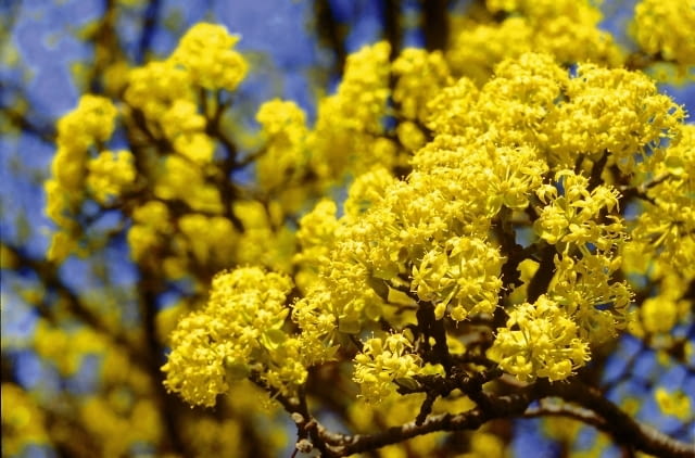 ROSLINA KRZEW KWIATY DEREN JADALNY CORNUS MAS FOT. PIOTR BANASZCZAK PUBLIKACJA OGRODY NR 3 (107) - 3 2008