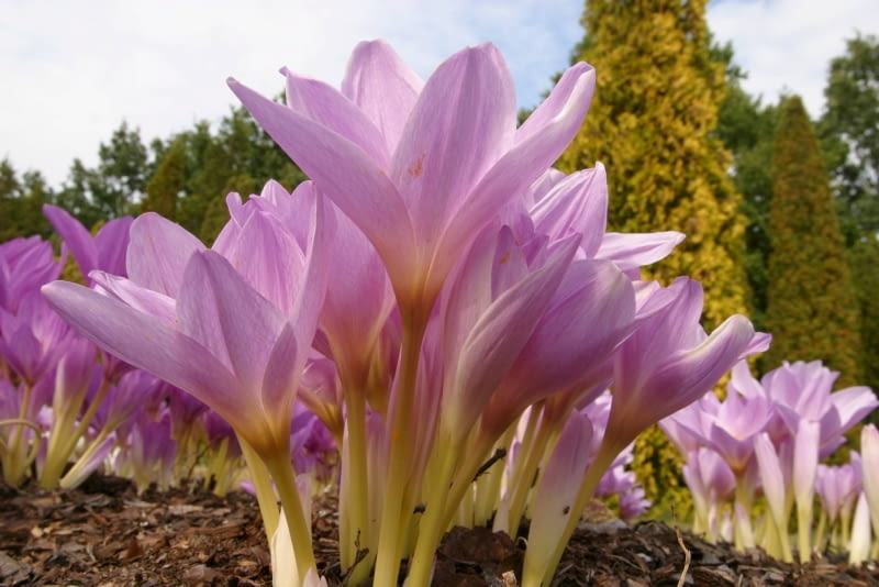 20.09.2004 POWSIN OGROD BOTANICZNY POLSKIEJ AKADEMII NAUK ULICA PRAWDZIWKA JESIEN ROSLINY CEBULOWE KWIATY ZIMOWIT JESIENNY COLCHICUM AUTUMNALE KWIATY FOT. PAWEL SLOMCZYNSKI / AGENCJA GAZETA PUBLIKACJA KWIETNIK NR 9 (129) - 9.2005 PUBLIKACJA OGRODY NR 8 (88) - 8.2006
