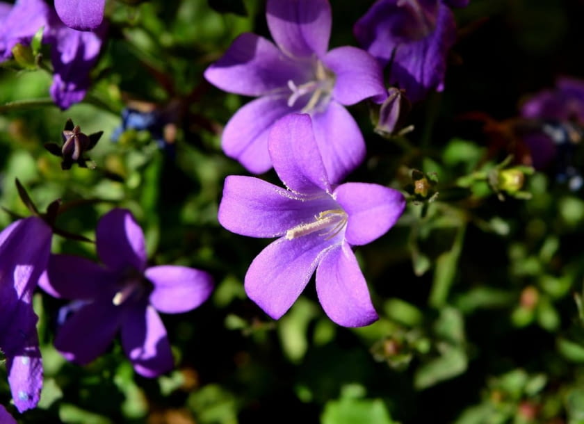 Dzwonek dalmatyński Dzwonek dalmatyński