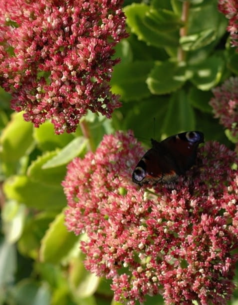 Encyklopedia roślin: Rozchodnik okazaly  Brilliant