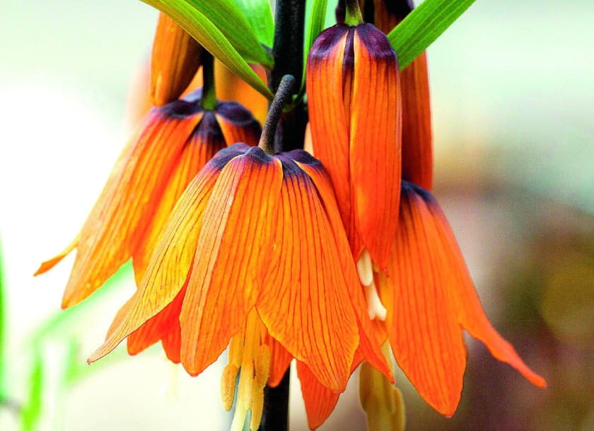 UWAGA ! DO JEDNORAZOWEJ PUBLIKACJISZACHOWNICA CESARSKA ZWANA KORONA CESARSKA PROLIFERA - ROSLINA CEBULOWA , KWIATY POMARANCZOWEFOT. TOMASZ CIESIELSKIPUBLIKACJA OGRODY NR 3 (155) - 3 2012