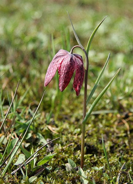 Szachownica kostkowata  Fritillaria meleagris Encyklopedia roślin: Szachownica kostkowata  Fritillaria meleagris