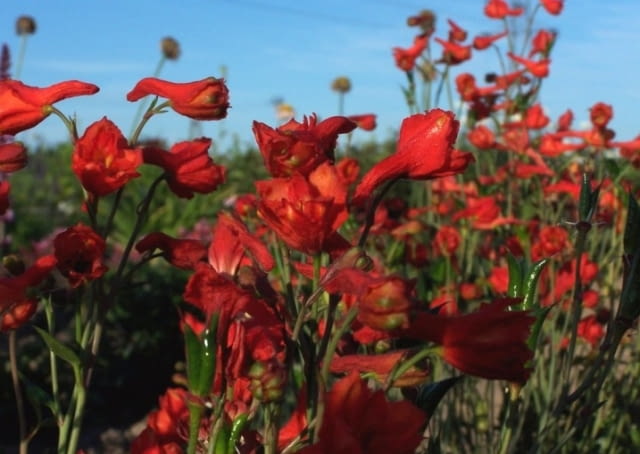 Ostrozka kalifornijska  o  naga  Delphinium nudica Encyklopedia roślin: Ostrozka kalifornijska  o  naga  Delphinium nudica