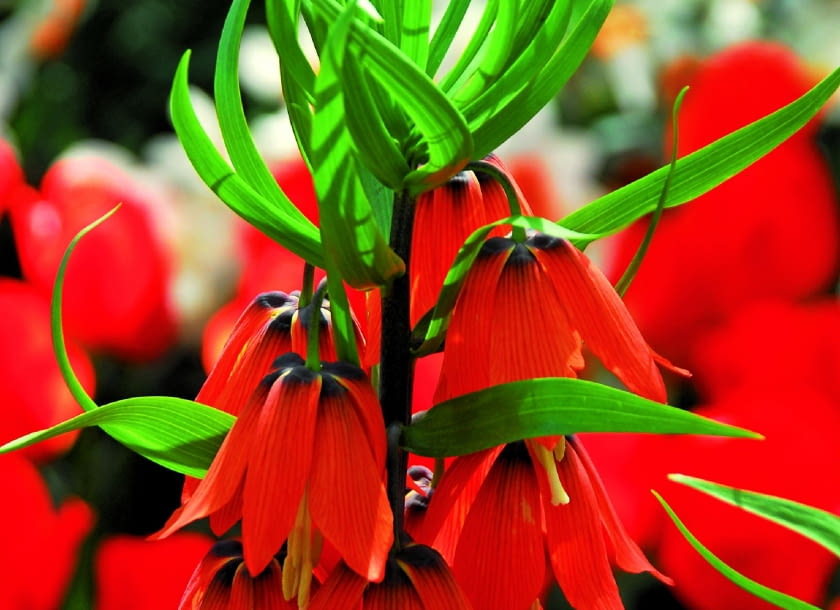 Odmiana "rubra maxima" - jej kwiaty mają krwistoczerwony kolor. Dorodne rośliny wyrastają z cebul o obwodzie 20 cm.