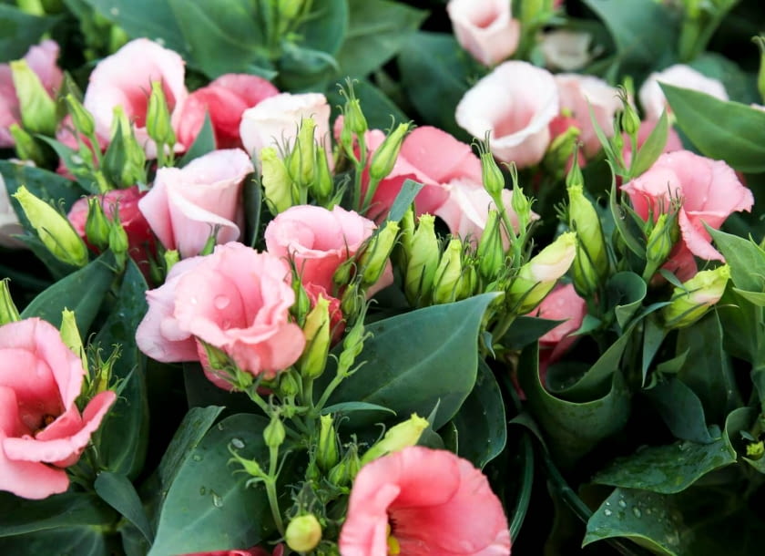 Eustoma wielkokwiatowa