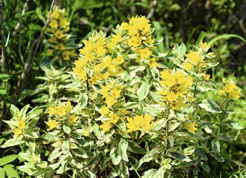Tojeść kropkowana (Lysimachia punctata) Tojeść kropkowana (Lysimachia punctata)