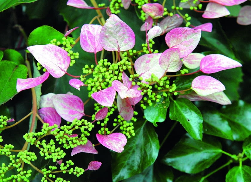 /UWAGA ! DO JEDNORAZOWEJ PUBLIKACJIPRZYWARKA JAPONSKA SCHIZOPHRAGMA HYDRANGEOIDES ROSEUM - PNACZE NALEZY DO RODZINY HORTENSJOWATYCH , PREFERUJE ZACIENIONE MIEJSCA , KWIATY ROZOWE W DUZYCH PLASKICH KWIATOSTANACHFOT. SZCZEPAN MARCZYNSKI / WWW.CLEMATIS.COM.PLPUBLIKACJA MAGNOLIA NR 7 (15) - 7 2013