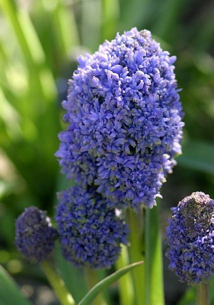 Szafirek armeński 'Fantasy Creation' Muscari armeniacum 'Fantasy Creation'
