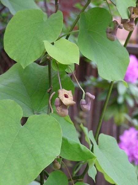 Kokornak wielkolistny (Aristolochia macrophylla). Pnącza Kokornak wielkolistny (Aristolochia macrophylla). Pnącza