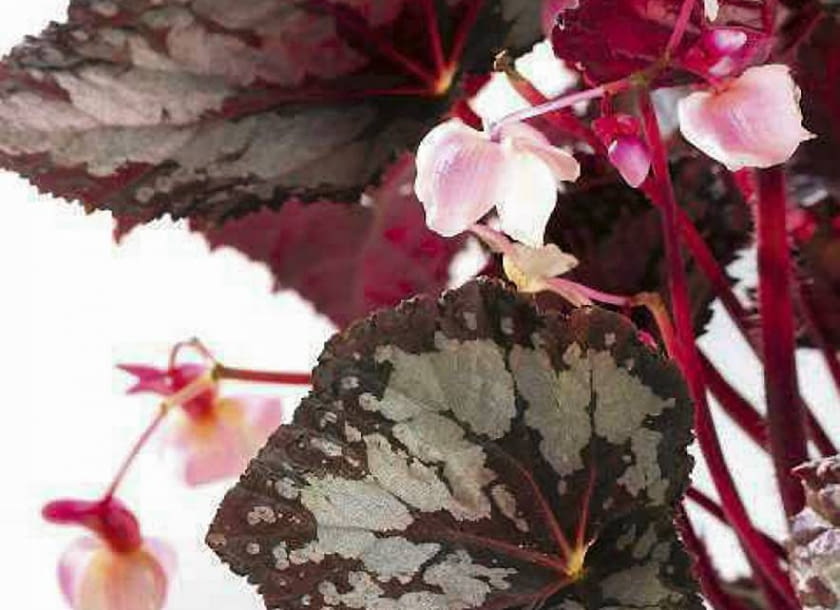 BEGONIE KRÓLEWSKIE wiosną potrafią zakwitnąć, ale kwiaty nie są efektowne. Ogrodnicy nawet radzą obrywać zawiązujące się pączki, bo ich rozwój osłabia rośliny