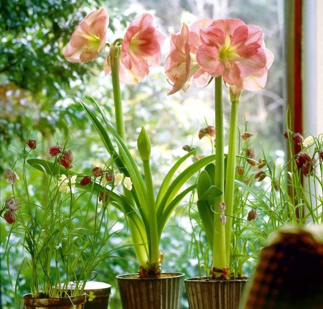 ONE TIME USE ONLY DO JEDNORAZOWEGO UZYCIA