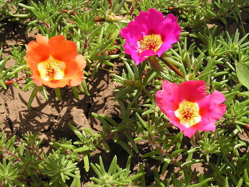 Encyklopedia roślin: Portulaka wielkokwiatowa  Portulaca grandiflora