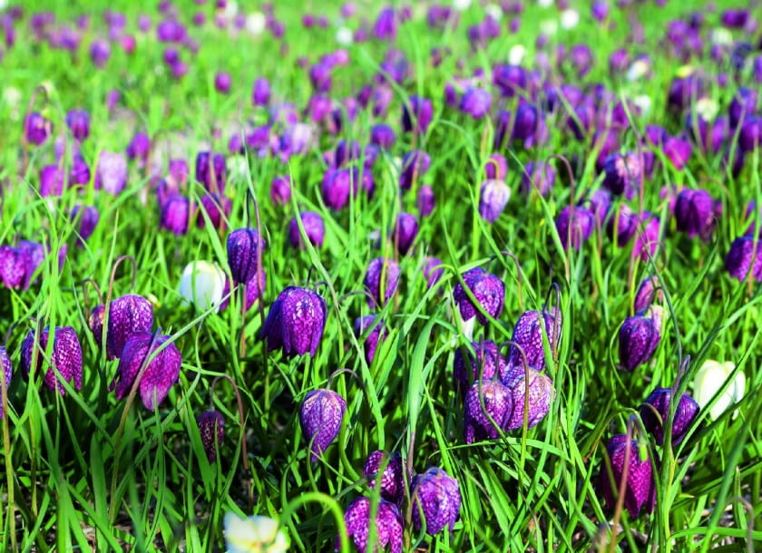 Szachownica kostkowata austriackiej Styrii.