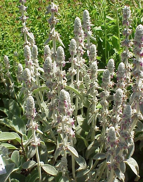 Encyklopedia roślin: Stachys byzantina
