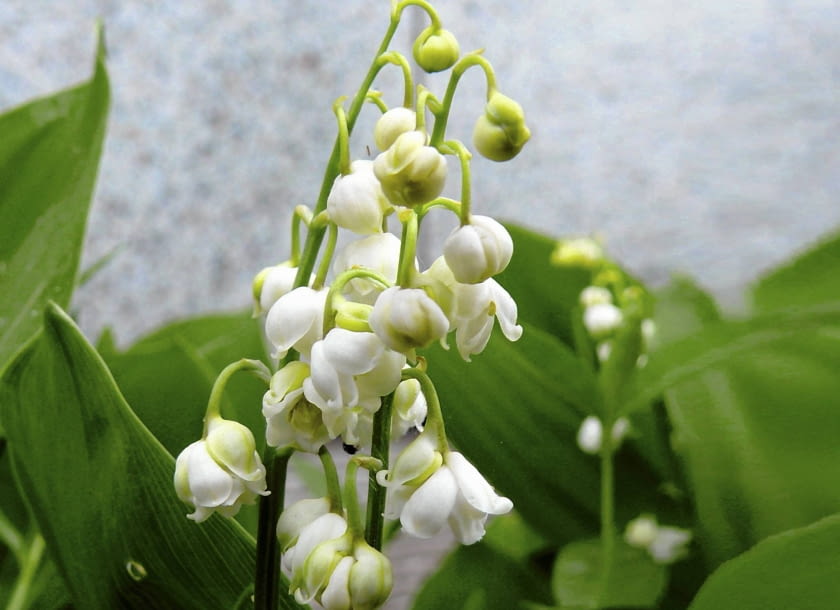 Konwalia 'Prolificans' ma białe kwiaty, których płatki są mocno wywinięte na zewnątrz. Na jednej szypułce rośnie po kilka dzwonków, nie zaś jeden jak u konwalii majowej