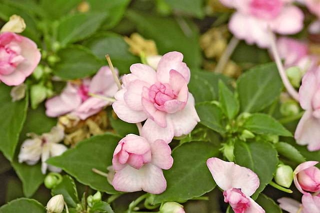 22.05.2007 WARSZAWA CENTRUM OGRODNICZE - NIECIERPKI