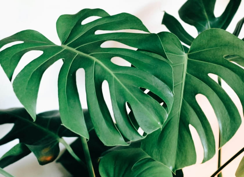 monstera dziurawa