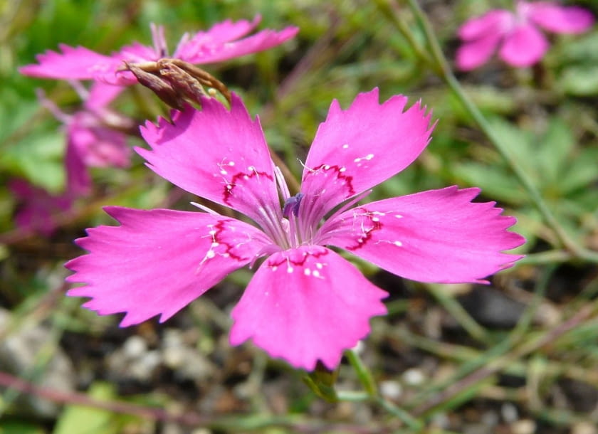 Encyklopedia roślin: Gozdzik kropkowany  Dianthus deltoides