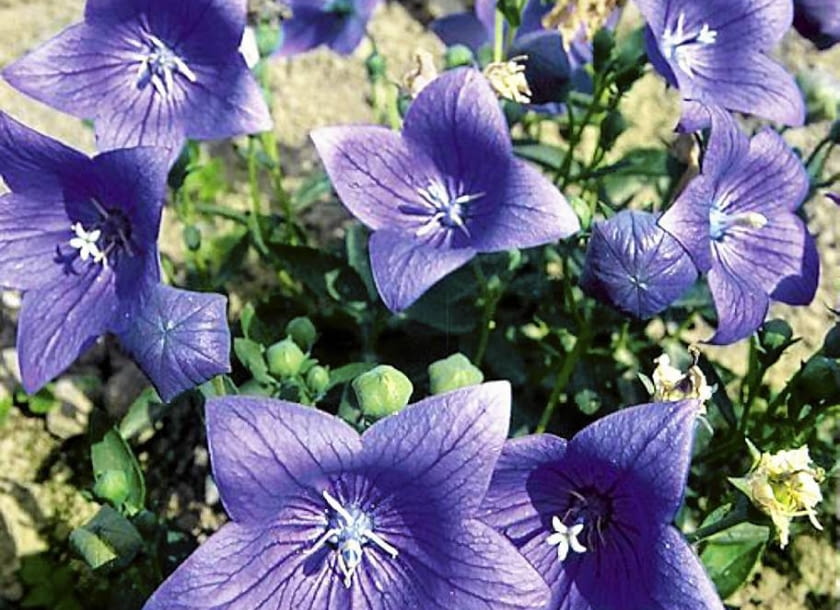 ROZWAR WIELOKWIATOWY PLATYCODON GRANDIFLORUS BYLINA FOT. ZBIGNIEW PINDEL PUBLIKACJA OGRODY NR 12 (56) - 12.2003 SLOWA KLUCZOWE: ROSLINY KWIATY ZDJĘCIE DO WKŁADKI: PUBLIKACJA OGRODY NR 12 (56) - CZASOPISMA