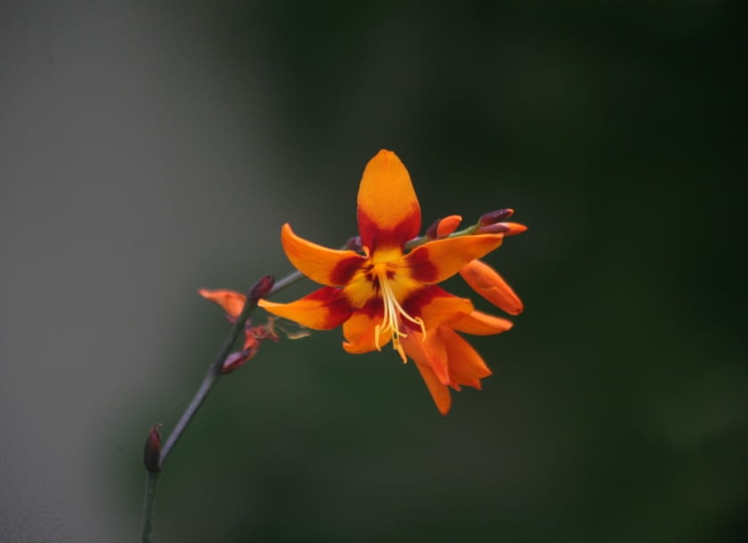 Krokosmia 'Emily Mc Kenzy' -  jednorazowo