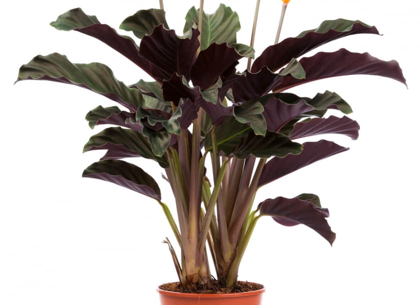 calathea crocata calathea crocata
