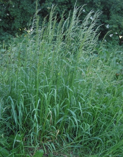 Encyklopedia roślin: Rajgras wyniosly   Arrhenatherum elatius   Trawa