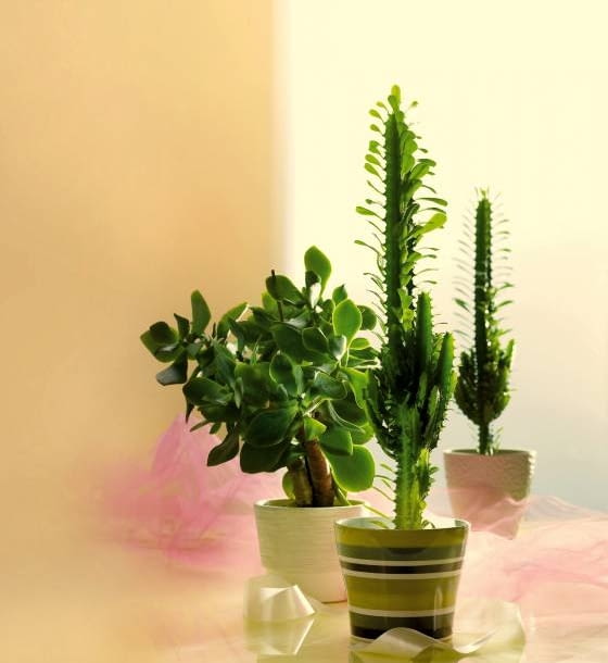 Encyklopedia roślin: Wilczomlecz trojzebrowy  Euphorbia trigona  z praw