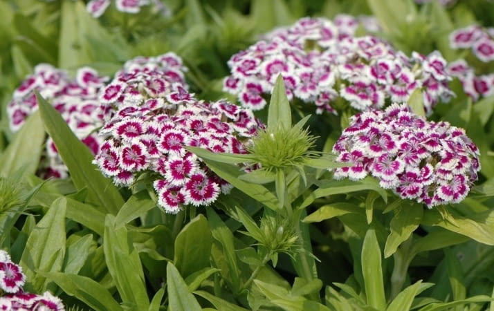 Encyklopedia roślin: Gozdzik brodaty  Barbarini purple picotee