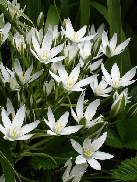 Encyklopedia roślin: Sniedek baldaszkowaty  Ornithogalum umbellatum   R
