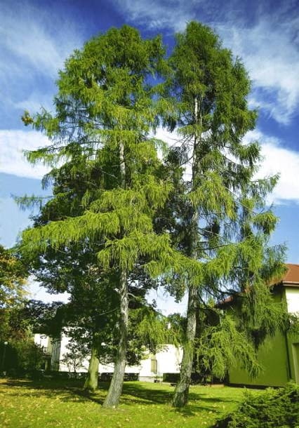 MODRZEW POLSKI LARIX DECIDUA ODMIANA POLONICA DRZEWO IGLASTE FOT. PIOTR BANASZCZAK PUBLIKACJA OGRODY NR 9 (53) - 9.2003