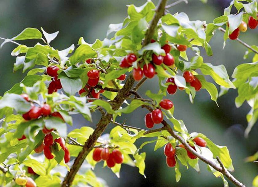 Encyklopedia roślin: Deren jadalny