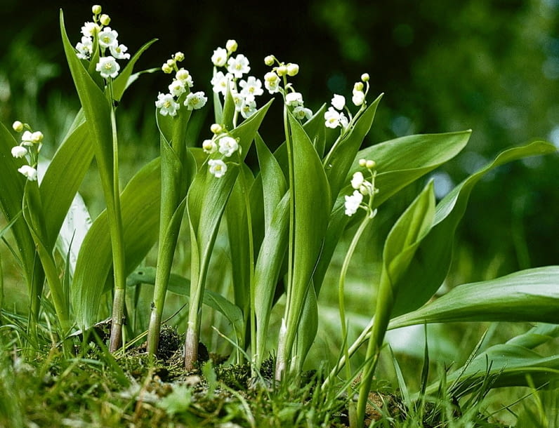 KONWALIA CONVALLARIA MAJALIS BYLINA ROSLINA CHRONIONA DZIKOROSNACA WIOSNA FOT. PAWEL SLOMCZYNSKI / AGENCJA GAZETA SLAJD DUZY PUBLIKACJA OGRODY NR 5 (49) - 5.2003 PUBLIKACJA OGRODY NUMER SPECJALNY 1/2006 - TRAWNIK PIEKNY I ZADBANY - 5.2006 PUBLIKACJA OGRODY NR 5 (97) - 5 2007