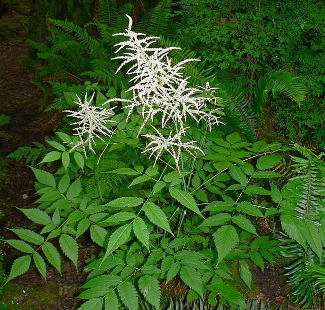 Encyklopedia roślin: Aruncus dioicus