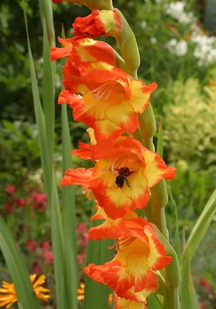 Encyklopedia roślin: Mieczyk Gladiolus
