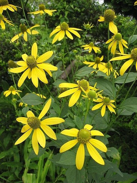 Rudbekia naga inaczej rudbekia sieczna  Rudbeckia Encyklopedia roślin: Rudbekia naga inaczej rudbekia sieczna  Rudbeckia