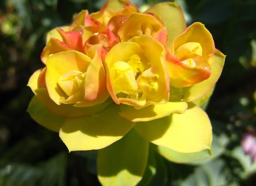 Encyklopedia roślin: Wilczomlecz mirtowaty