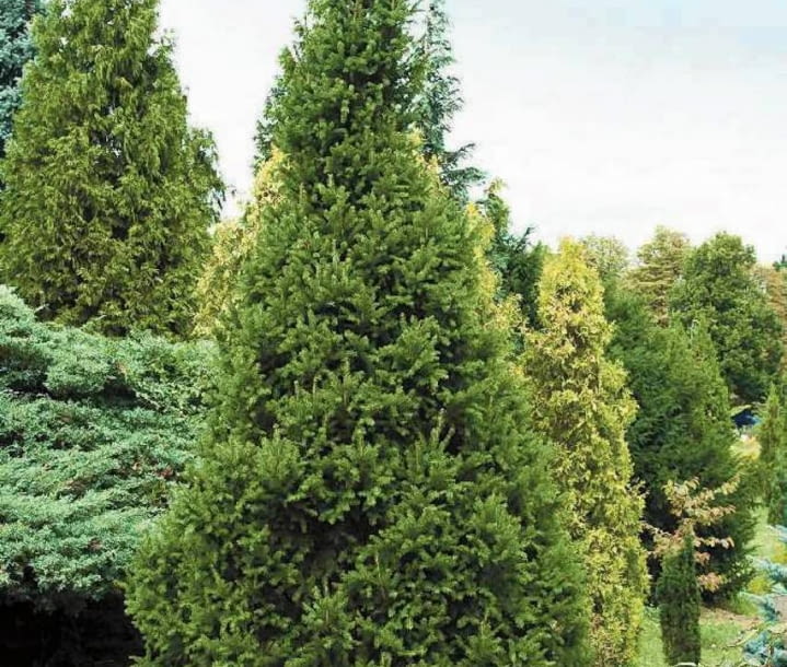 Encyklopedia roślin: Swierk pospolity  Picea abies   Cupressina