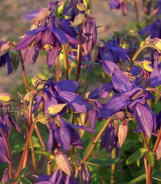 Encyklopedia roślin: Orlik alpejski  Aquilegia alpina  ma fioletowe kwi