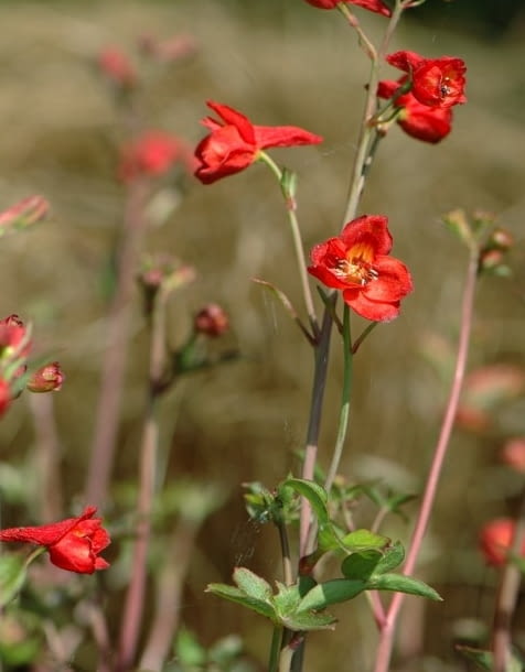 Encyklopedia roślin: Ostrozka kalifornijska  o  naga  Delphinium nudica