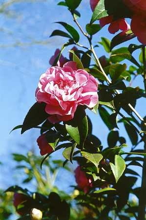 KAMELIA OLEJODAJNA CAMELIA OLEIFERA ODMIANA MIESZANCOWA MROZOODPORNA KRZEW LISCIASTY ROSLINA DONICZKOWA LATO