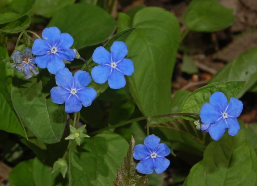 Encyklopedia roślin: Omphalodes verna