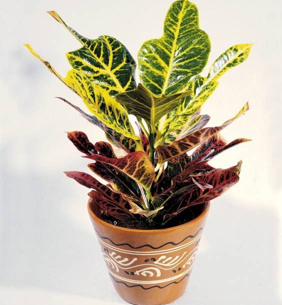 WYSTROJ WNETRZ ROSLINY WYMAGAJACE Kroton potrze Encyklopedia roślin: WYSTROJ WNETRZ ROSLINY WYMAGAJACE Kroton potrze