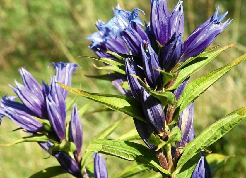 Gentiana asclepiadea SLOWA KLUCZOWE: chronione