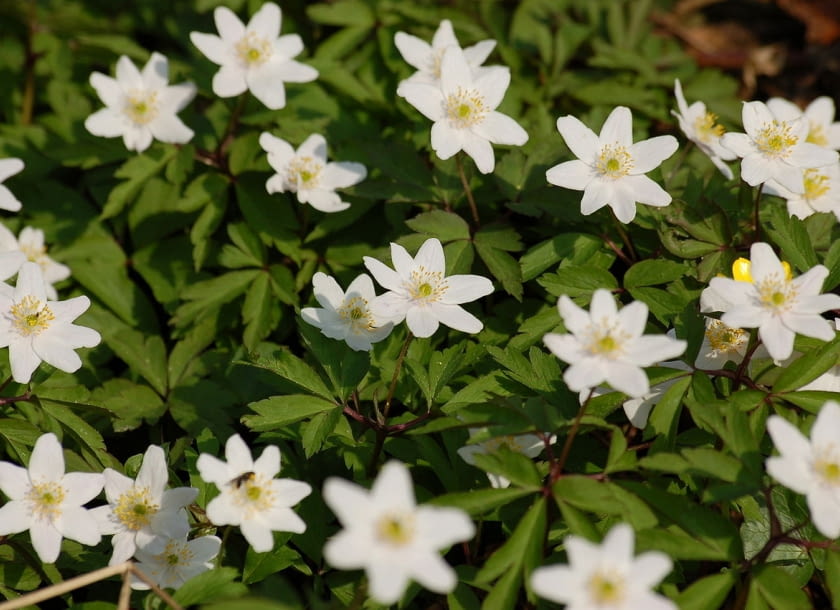 Zawilec gajowy Encyklopedia roślin: Zawilec gajowy