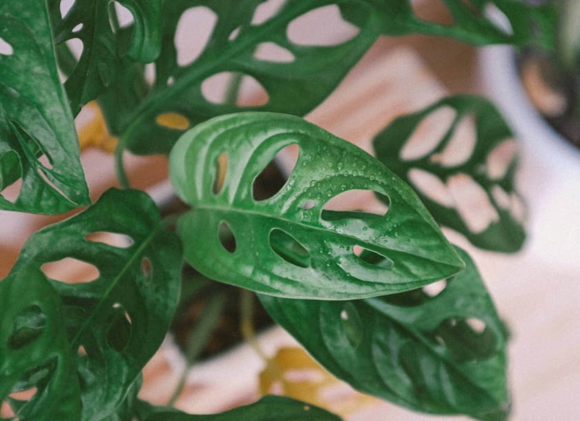 Monstera adansonii Monstera adansonii