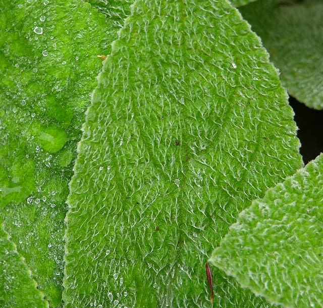 Encyklopedia roślin: Stachys byzantina